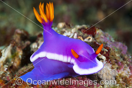 Nudibranch Photography
