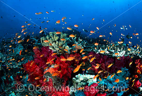 Coral Reef Photography