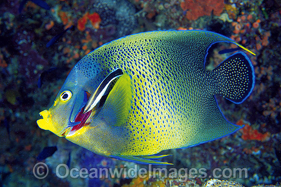 Fish Photography