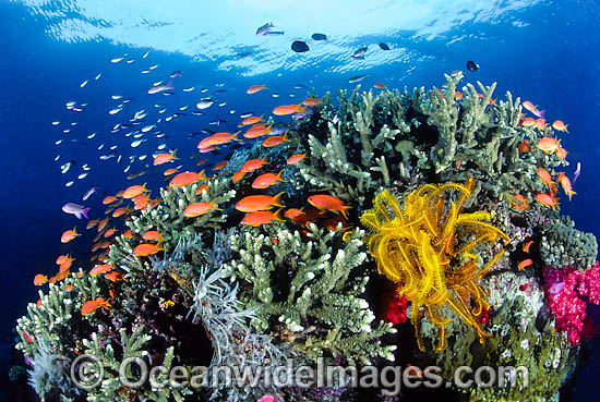 Coral Reef Photography