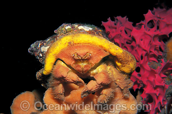 Crab Photography