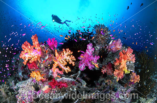 Scuba Diver and Reef Photography