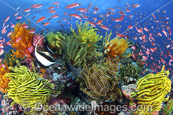 Coral Reef Photography