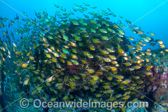 Fish Photography