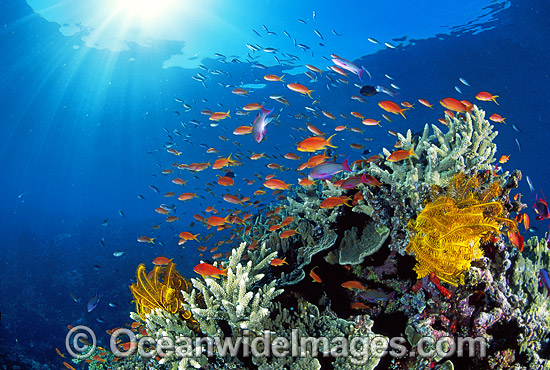 Great Barrier Reef Photography
