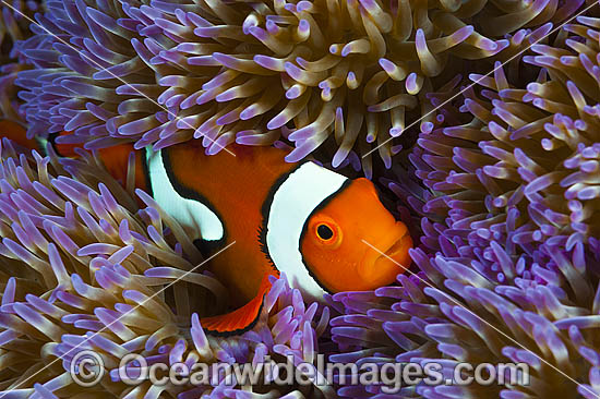 Fish Photography