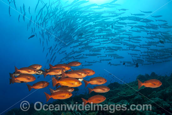 Fish Photography