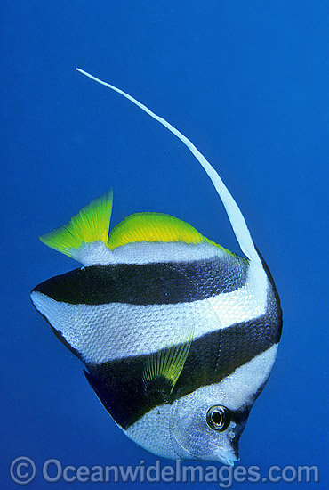 Fish Photography