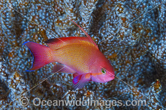 Fish Photography