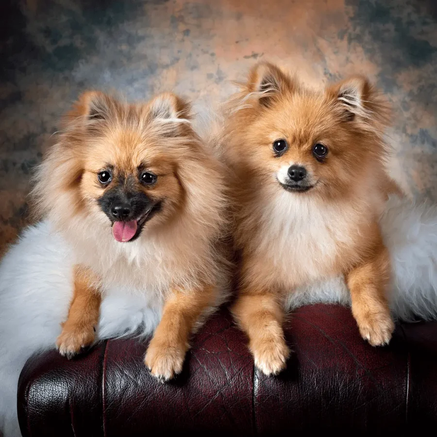 Pet Photography